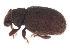  (Cathormiocerus spinosus - 09BBCOL-1198)  @13 [ ] CreativeCommons - Attribution (2010) Unspecified Centre for Biodiversity Genomics