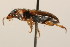  ( - 09BBCOL-1174)  @12 [ ] CreativeCommons - Attribution (2009) Unspecified Centre for Biodiversity Genomics