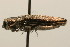  ( - 09BBCOL-1025)  @12 [ ] CreativeCommons - Attribution (2009) Unspecified Centre for Biodiversity Genomics