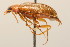  (Isomira angusta - 09BBCOL-1064)  @14 [ ] CreativeCommons - Attribution (2009) Unspecified Centre for Biodiversity Genomics