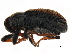  ( - 10BBCOL-0033)  @15 [ ] CreativeCommons - Attribution (2010) CBG Photography Group Centre for Biodiversity Genomics