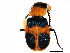  (Collops quadrimaculatus - 10BBCOL-0112)  @14 [ ] CreativeCommons - Attribution (2010) CBG Photography Group Centre for Biodiversity Genomics