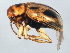  (Paria - 10BBCOL-0436)  @14 [ ] CreativeCommons - Attribution (2010) CBG Photography Group Centre for Biodiversity Genomics