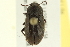  (Blapstinus dilatatus - 10BBCOL-0951)  @14 [ ] CreativeCommons - Attribution (2010) CBG Photography Group Centre for Biodiversity Genomics