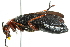  ( - 10BBCOL-0547)  @12 [ ] CreativeCommons - Attribution (2010) CBG Photography Group Centre for Biodiversity Genomics