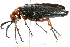  ( - 10BBCOL-0549)  @12 [ ] CreativeCommons - Attribution (2010) CBG Photography Group Centre for Biodiversity Genomics