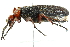  ( - 10BBCOL-0550)  @12 [ ] CreativeCommons - Attribution (2010) CBG Photography Group Centre for Biodiversity Genomics