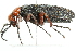  ( - 10BBCOL-0551)  @12 [ ] CreativeCommons - Attribution (2010) CBG Photography Group Centre for Biodiversity Genomics