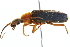  ( - 10BBCOL-0574)  @13 [ ] CreativeCommons - Attribution (2010) CBG Photography Group Centre for Biodiversity Genomics