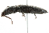  ( - 10BBCOL-0580)  @14 [ ] CreativeCommons - Attribution (2010) CBG Photography Group Centre for Biodiversity Genomics