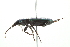  ( - 10BBCOL-0608)  @13 [ ] CreativeCommons - Attribution (2010) CBG Photography Group Centre for Biodiversity Genomics