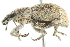  ( - 10BBCOL-0716)  @14 [ ] CreativeCommons - Attribution (2010) CBG Photography Group Centre for Biodiversity Genomics