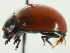  ( - 10BBCOL-0869)  @12 [ ] CreativeCommons - Attribution (2010) CBG Photography Group Centre for Biodiversity Genomics