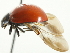  ( - 10BBCOL-0872)  @12 [ ] CreativeCommons - Attribution (2010) CBG Photography Group Centre for Biodiversity Genomics
