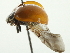  ( - 10BBCOL-0876)  @12 [ ] CreativeCommons - Attribution (2010) CBG Photography Group Centre for Biodiversity Genomics