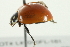  ( - 10BBCOL-0888)  @12 [ ] CreativeCommons - Attribution (2010) CBG Photography Group Centre for Biodiversity Genomics