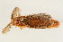  ( - 09BBCOL-0213)  @13 [ ] CreativeCommons - Attribution (2009) Unspecified Centre for Biodiversity Genomics