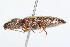  ( - 09BBCOL-0382)  @13 [ ] CreativeCommons - Attribution (2009) Unspecified Centre for Biodiversity Genomics
