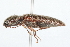  ( - 09BBCOL-0385)  @13 [ ] CreativeCommons - Attribution (2009) Unspecified Centre for Biodiversity Genomics