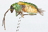  ( - 09BBCOL-0410)  @14 [ ] CreativeCommons - Attribution (2009) Unspecified Centre for Biodiversity Genomics