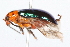 ( - 09BBCOL-0411)  @13 [ ] CreativeCommons - Attribution (2009) Unspecified Centre for Biodiversity Genomics