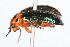  ( - 09BBCOL-0413)  @13 [ ] CreativeCommons - Attribution (2009) Unspecified Centre for Biodiversity Genomics