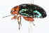  ( - 09BBCOL-0414)  @13 [ ] CreativeCommons - Attribution (2009) Unspecified Centre for Biodiversity Genomics