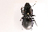  (Scaritinae - 09BBCOL-0042)  @16 [ ] CreativeCommons - Attribution (2009) Unspecified Centre for Biodiversity Genomics