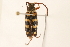  (Typocerus sinuatus - 09BBCOL-0130)  @13 [ ] CreativeCommons - Attribution (2009) Unspecified Centre for Biodiversity Genomics