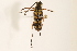  (Typocerus zebra - 09BBCOL-0131)  @13 [ ] CreativeCommons - Attribution (2009) Unspecified Centre for Biodiversity Genomics