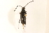 (Typocerus lugubris - 09BBCOL-0146)  @13 [ ] CreativeCommons - Attribution (2009) Unspecified Centre for Biodiversity Genomics