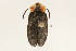  ( - 09BBCOL-0703)  @14 [ ] CreativeCommons - Attribution (2009) Unspecified Centre for Biodiversity Genomics