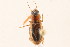  (Stenolophus comma - 09BBCOL-0970)  @14 [ ] CreativeCommons - Attribution (2009) Unspecified Centre for Biodiversity Genomics