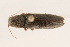  (Monocrepidius athoides - 09BBCOL-0371)  @14 [ ] CreativeCommons - Attribution (2009) Unspecified Centre for Biodiversity Genomics