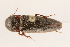  ( - 09BBCOL-0375)  @14 [ ] CreativeCommons - Attribution (2009) Unspecified Centre for Biodiversity Genomics
