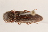  ( - 09BBCOL-0376)  @13 [ ] CreativeCommons - Attribution (2009) Unspecified Centre for Biodiversity Genomics