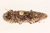  ( - 09BBCOL-0380)  @13 [ ] CreativeCommons - Attribution (2009) Unspecified Centre for Biodiversity Genomics