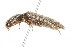  ( - 09BBCOL-0372)  @13 [ ] CreativeCommons - Attribution (2009) Unspecified Centre for Biodiversity Genomics