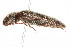  ( - 09BBCOL-0375)  @14 [ ] CreativeCommons - Attribution (2009) Unspecified Centre for Biodiversity Genomics