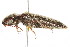  ( - 09BBCOL-0377)  @14 [ ] CreativeCommons - Attribution (2009) Unspecified Centre for Biodiversity Genomics