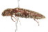  ( - 09BBCOL-0378)  @14 [ ] CreativeCommons - Attribution (2009) Unspecified Centre for Biodiversity Genomics