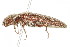  ( - 09BBCOL-0379)  @14 [ ] CreativeCommons - Attribution (2009) Unspecified Centre for Biodiversity Genomics