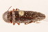  ( - 09BBCOL-0392)  @14 [ ] CreativeCommons - Attribution (2009) Unspecified Centre for Biodiversity Genomics