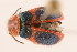  ( - 09BBCOL-0403)  @11 [ ] CreativeCommons - Attribution (2009) Unspecified Centre for Biodiversity Genomics