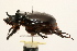  ( - 09BBCOL-0028)  @11 [ ] CreativeCommons - Attribution (2009) Unspecified Centre for Biodiversity Genomics