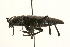  (Semanotus - 09BBCOL-0043)  @14 [ ] CreativeCommons - Attribution (2009) Unspecified Centre for Biodiversity Genomics