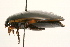  ( - 09BBCOL-0063)  @12 [ ] CreativeCommons - Attribution (2009) Unspecified Centre for Biodiversity Genomics