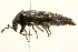  ( - 09BBCOL-0078)  @13 [ ] CreativeCommons - Attribution (2009) Unspecified Centre for Biodiversity Genomics