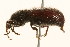  (Peritaxia perforata - 09BBCOL-0502)  @11 [ ] CreativeCommons - Attribution (2009) Unspecified Centre for Biodiversity Genomics