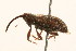  (Dorytomus mucidus - 09BBCOL-0510)  @15 [ ] CreativeCommons - Attribution (2009) Unspecified Centre for Biodiversity Genomics